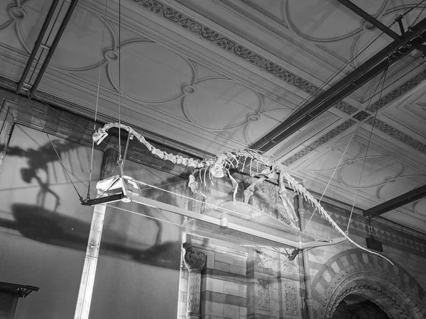 लंदन में प्राकृतिक इतिहास संग्रहालय काले और सफेद — स्टॉक फ़ोटो, इमेज