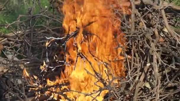 Brandend Vreugdevuur Nauwe Weergave Van Flakkerende Vlammen Hout — Stockvideo