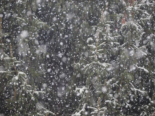 Neve na árvore — Fotografia de Stock