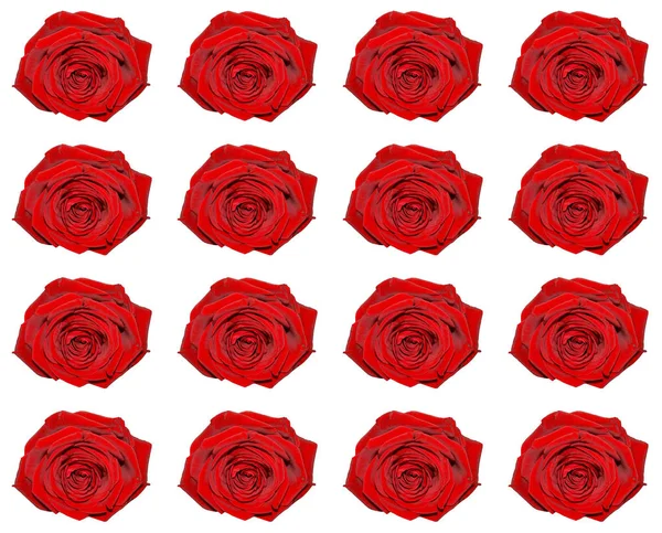 Red rose pattern — Stock Photo, Image