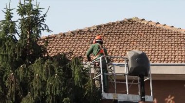 Bahçıvan ağaç budama