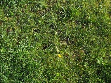 yeşil çayır arka plan