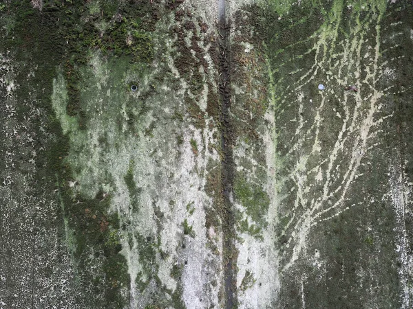 緑の苔の背景を持つ灰色のコンクリートの質感 — ストック写真