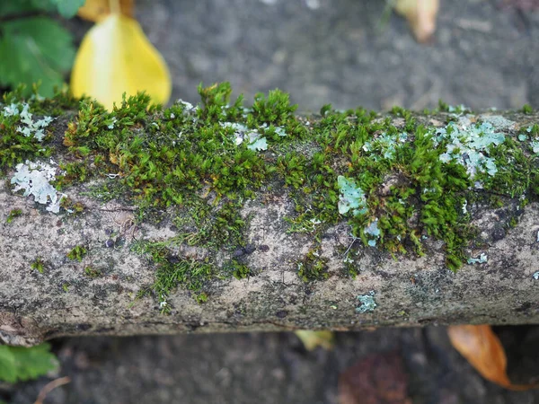 Moss plant growing on trunk — Stock Photo, Image