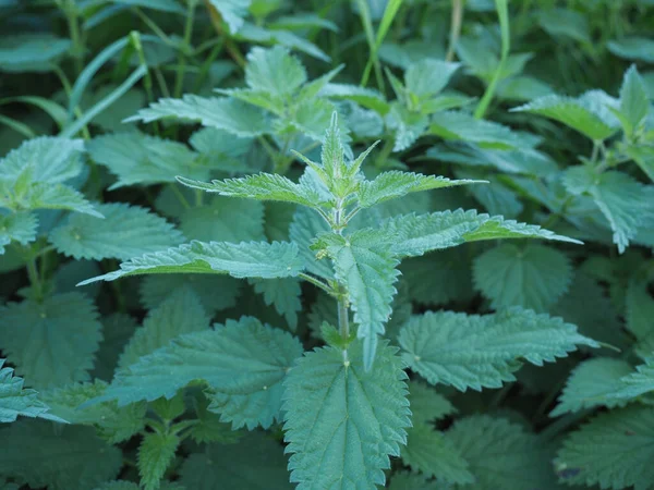 Rostlina kopřivy (Urtica) — Stock fotografie