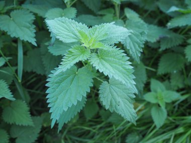 Isırgan otu (Urtica) bitkisi