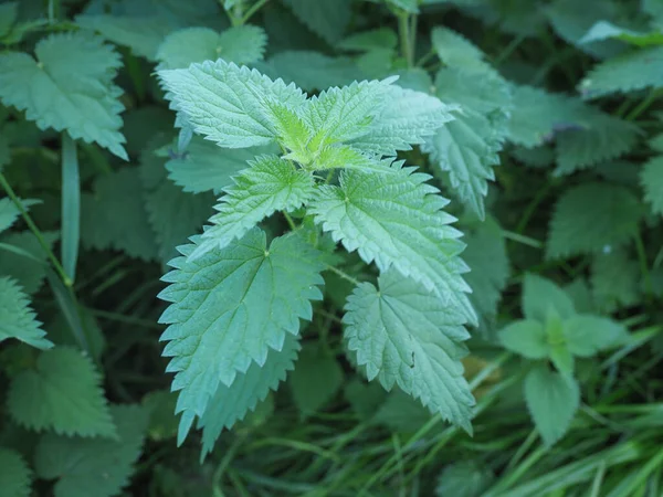 Крапива (Urtica) растение — стоковое фото