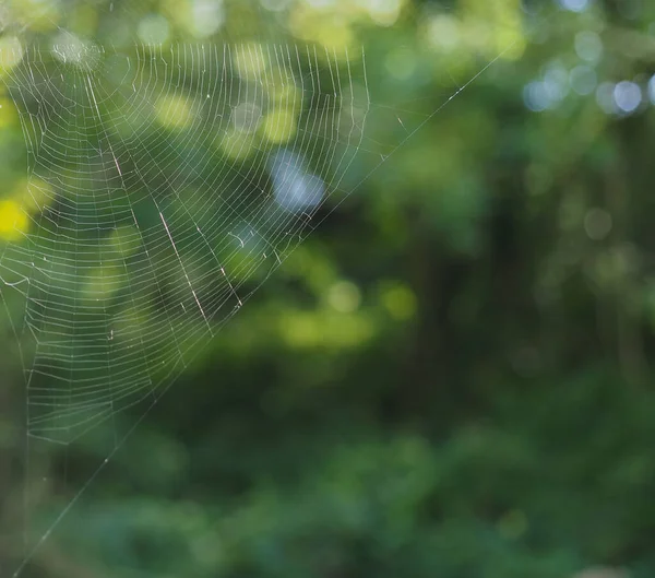 spider web selective focus