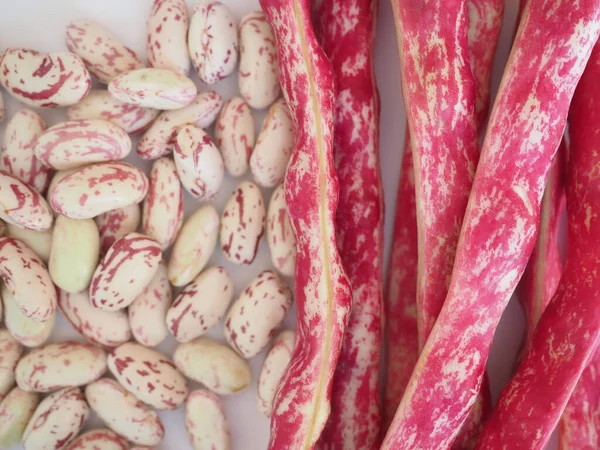 Crimson beans legumes vegetables food — Stock Photo, Image