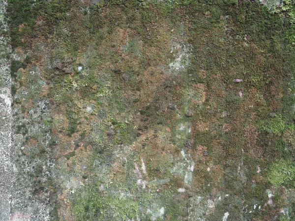 Yeşil yosun arka plan ile gri beton doku — Stok fotoğraf