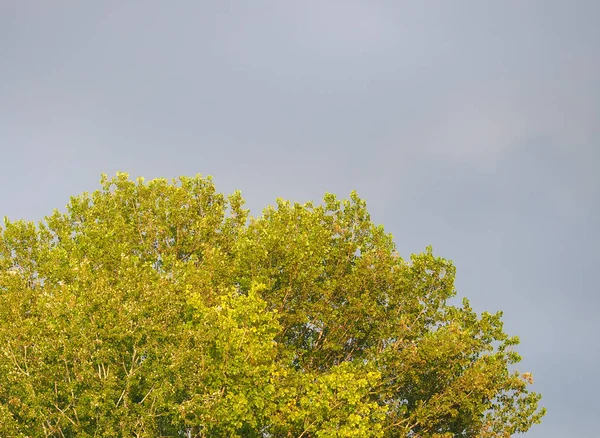 コピースペースで嵐の後の空と木 — ストック写真