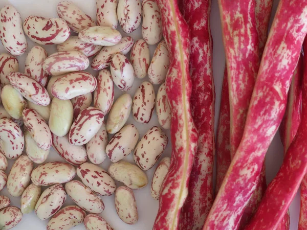 Feijão carmesim legumes legumes alimentos — Fotografia de Stock