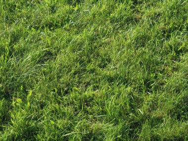 yeşil çimen dokusu arkaplanı