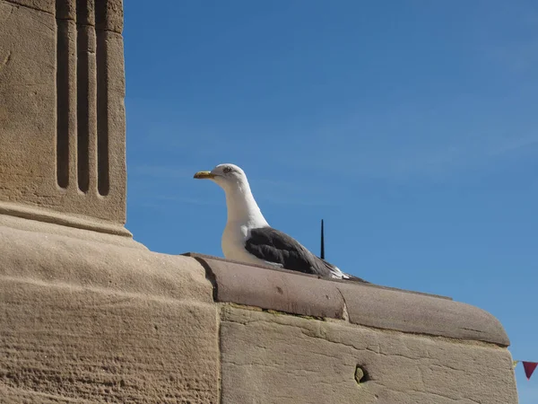 Möwentier der Klasse Aves (Vögel)) — Stockfoto