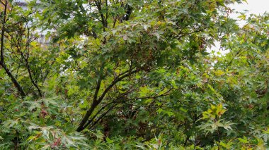 Yeşil yaprak dokusu arkaplanı