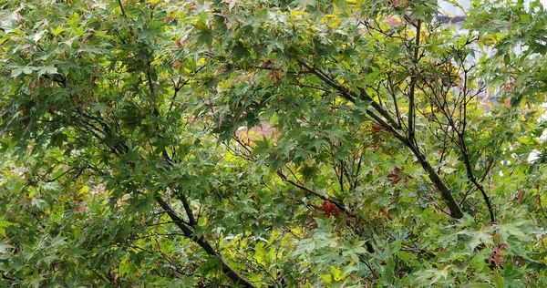 Gröna löv struktur bakgrund — Stockfoto