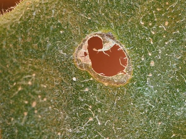 Folhas de plantas daninhas danificadas por lagartas — Fotografia de Stock