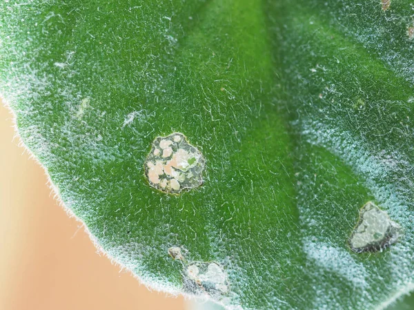 Folhas de plantas daninhas danificadas por lagartas — Fotografia de Stock