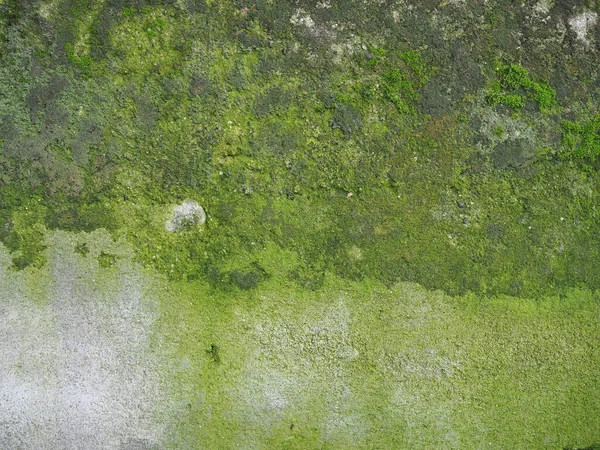 Mur de béton altéré avec fond de mousse verte — Photo