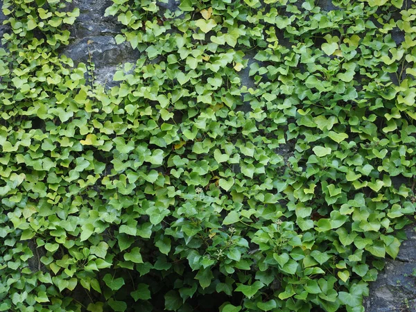 Ivy plant on stone — Stock Photo, Image