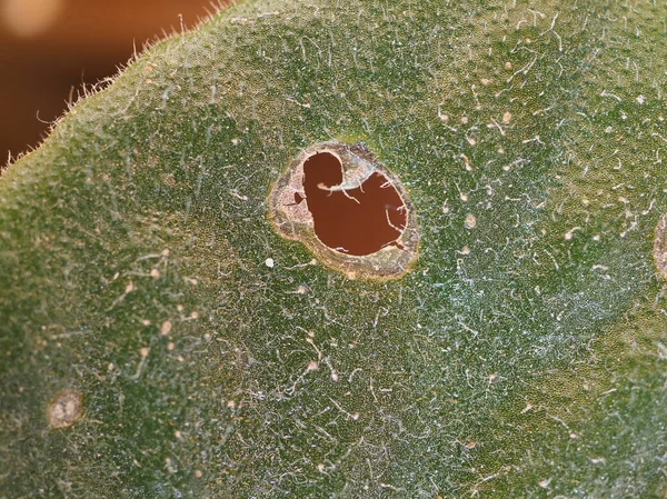 Houseplant leaf damaged by caterpillars — Stock Photo, Image