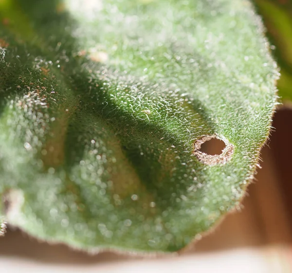 Folhas de plantas daninhas danificadas por lagartas — Fotografia de Stock