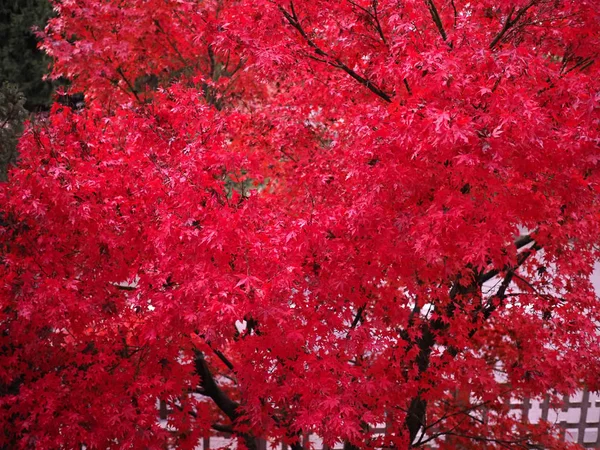 Árbol de arce rojo acer — Foto de Stock