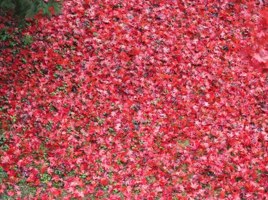 kırmızı sonbahar yaprakları doku arkaplanı