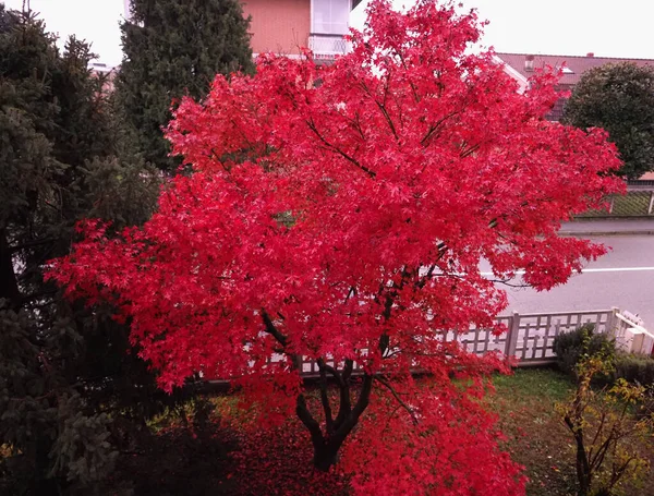 Червоне кленове дерево — стокове фото