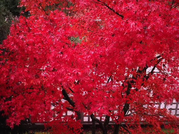 Árbol de arce rojo acer — Foto de Stock