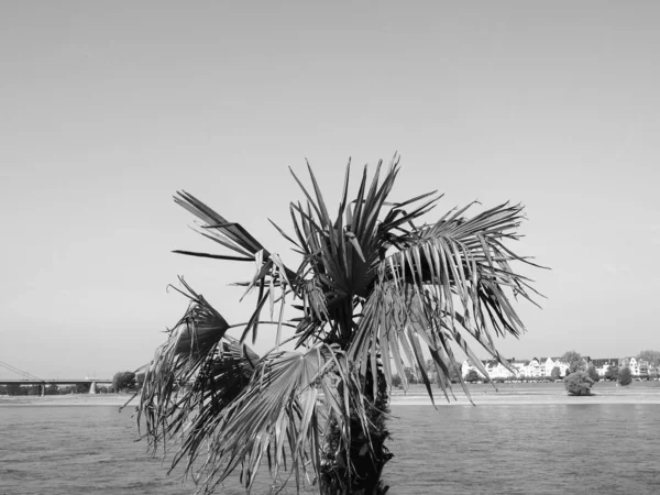 Vista sul fiume Rhein a Duesseldorf - attenzione selettiva su palma, nero — Foto Stock