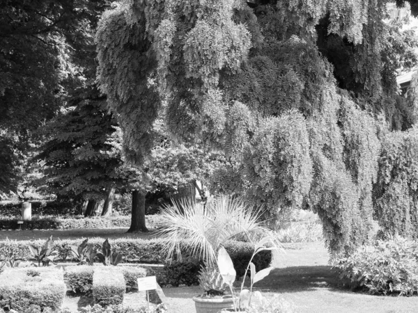 Botanical Gardens in Turin, black and white — Stock Photo, Image