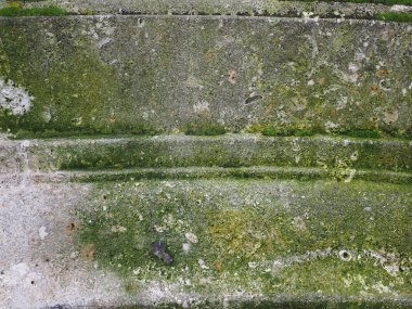 Yosun desenli eskimiş gri beton.