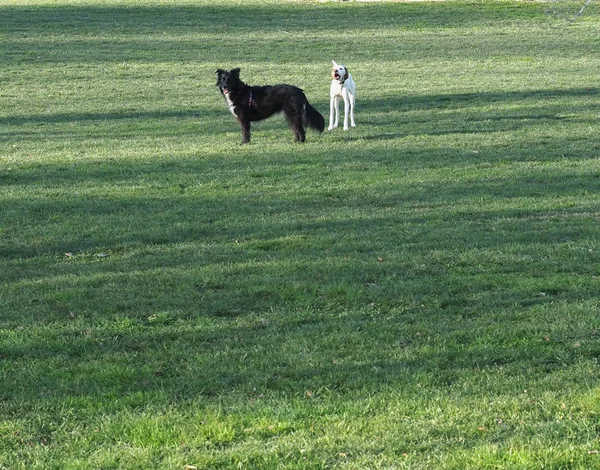 Svart och vit hund i gräs — Stockfoto