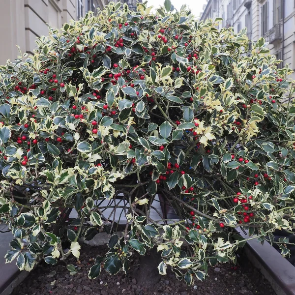 Noel holly bitki — Stok fotoğraf