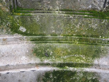 Yosun desenli eskimiş gri beton.