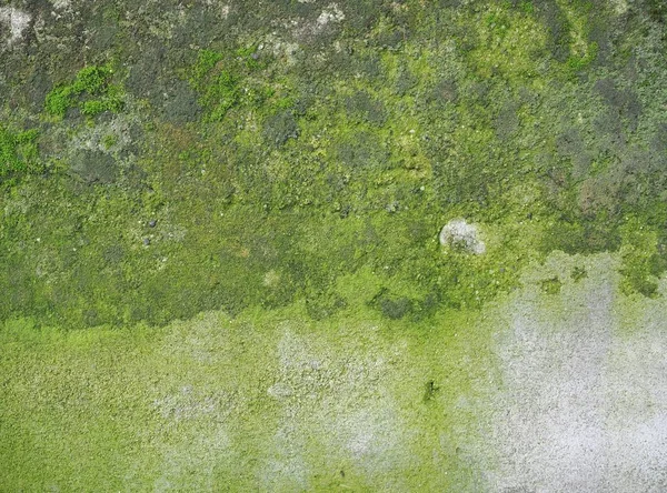 Ošlehaná betonová stěna se zeleným mechem pozadí — Stock fotografie