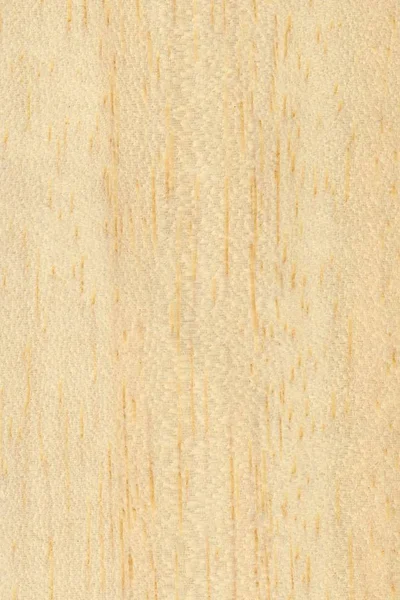 Fondo de textura de madera de samba ayous marrón claro — Foto de Stock