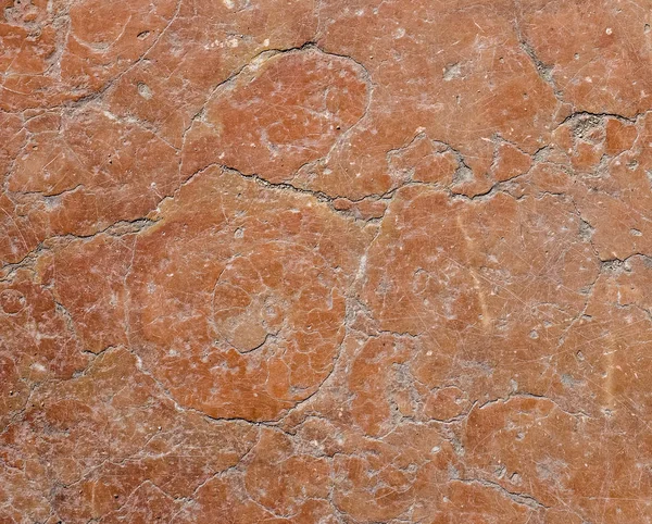 赤大理石中のアンモナイト化石 — ストック写真