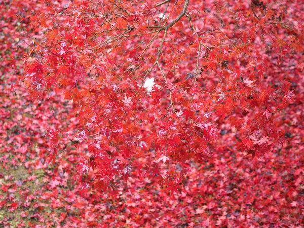 Red autumn leaves texture background — Stock Photo, Image