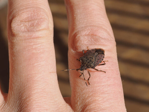 brown marmorated stink bug