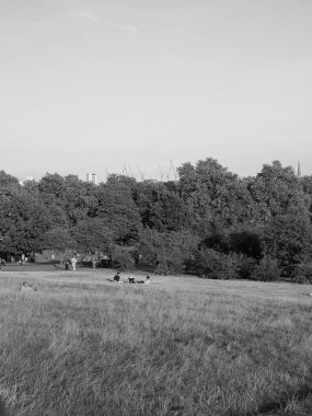 LONDON, UK - CIRCA SEPTEMBER 2019: Regent 's Park' ın kuzeyindeki Primrose Hill 'den siyah beyaz olarak Londra' nın ufuk çizgisi