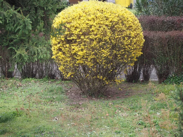 Arbre Forsythia Dans Une Prairie Avec Herbe Haie — Photo