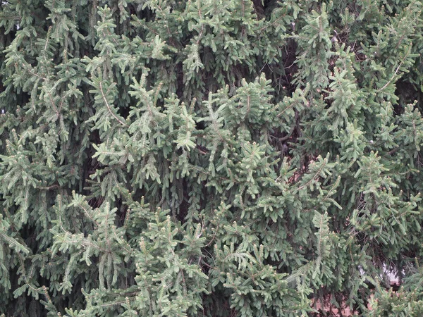 Tall Barrträd Släktet Pinus Familjen Pinaceae Träd Användbar Som Bakgrund — Stockfoto