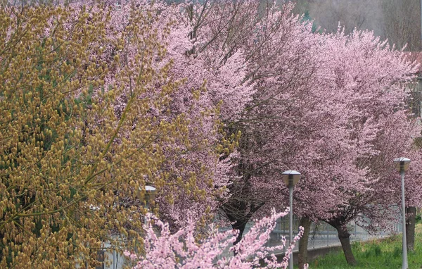 Aleja Wyłożona Drzewem Sezonie Wiosennym Różowymi Żółtymi Kwiatami — Zdjęcie stockowe
