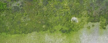 Geniş yıpranmış beton duvar ve arka plan olarak kullanışlı yeşil yosun