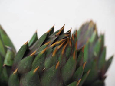 sebzeler vejetaryen ve vejetaryen yiyecekler.