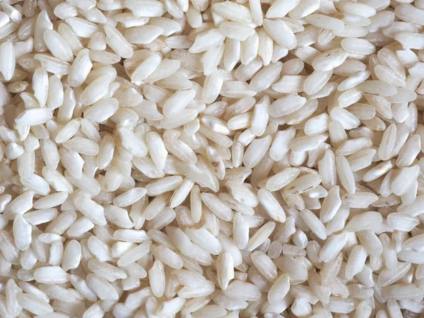 Arroz Carnaroli Arroz Grão Médio Cultivado Nas Províncias Pavia Novara — Fotografia de Stock