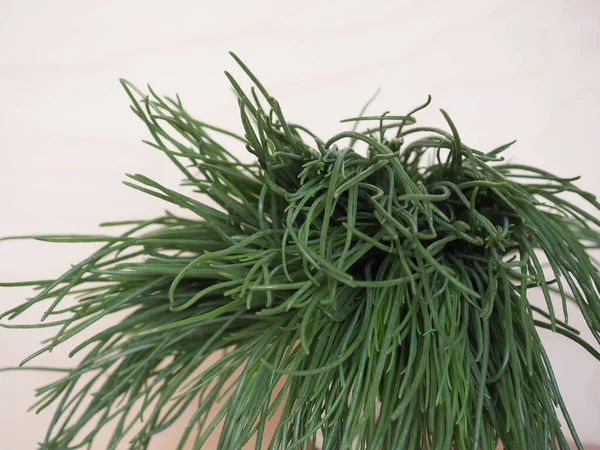 Agretti Salsola Soda Também Conhecido Como Saltwort Folhas Opostas Cardo — Fotografia de Stock