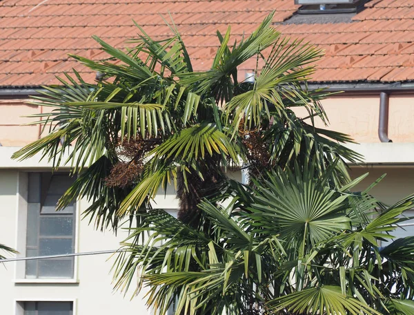 Palmeira Arecaceae Num País Mediterrâneo — Fotografia de Stock